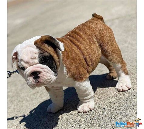 cuccioli bulldog inglese vendita