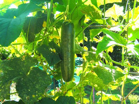 Cucumber Plants For Sale: A Guide To Growing Your Own Fresh And Crunchy Cucumbers