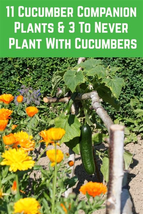 The Best Companion Plants for Cucumbers in the Backyard Garden Garden