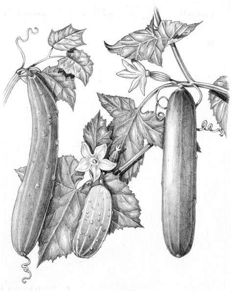 Cucumber Drawing Plant