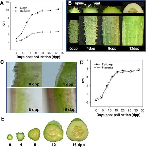 Cucumber Fruit Development