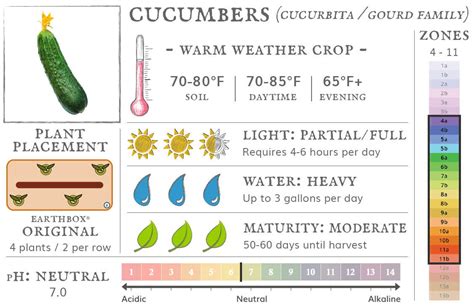 Cucumber Grow Temperature