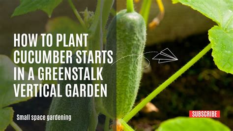 Cucumber Growing Hacks