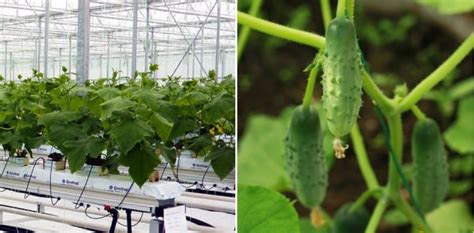 Cucumber Hydroponic Ppm