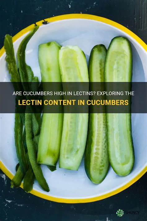Cucumber Lectin Content