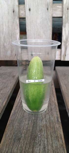 Cucumber Osmosis Lab