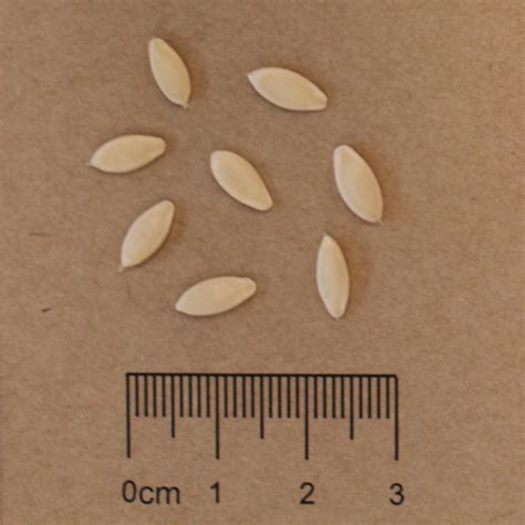 Cucumber Seed Shape