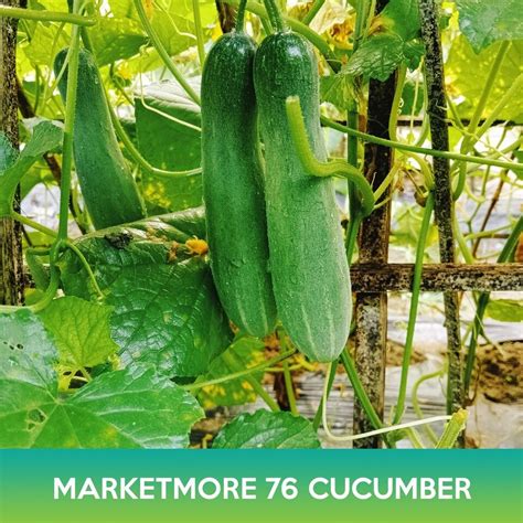 Cucumber Seeds Ebay