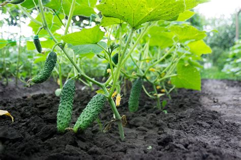 cucumber soil