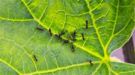 Cucumbers Ants