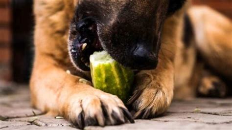 Cucumbers Bad Dogs