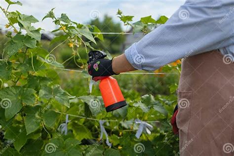 Cucumbers Kill Parasites