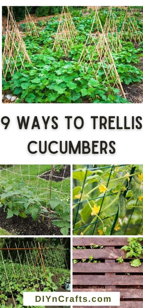 Cucumbers Need Trellis