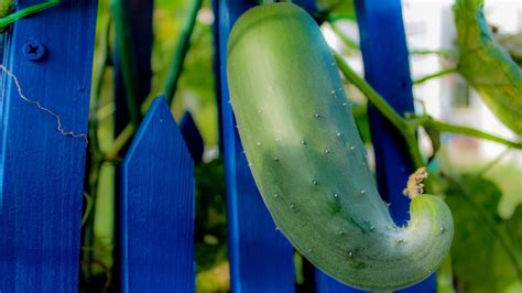 Cucumbers Not Climbing