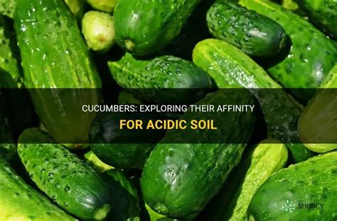 Cucumbers Soil Acidity