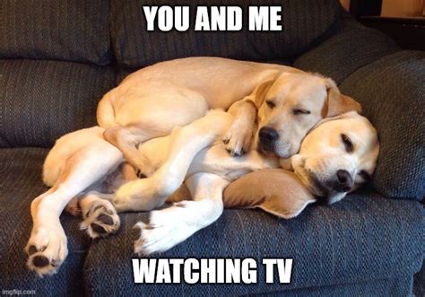 Cuddle On Couch Meme