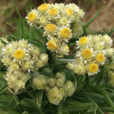 Cudweed Uses and Benefits for Herbal Remedies Explored
