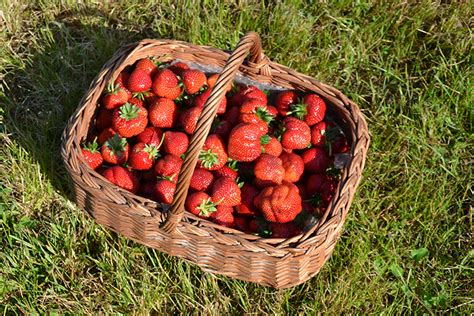 cueillette de fraises 45