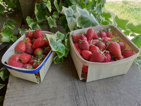 cueillette de fraises au jardin