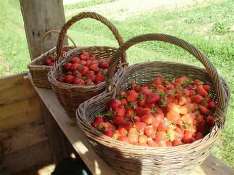 cueillette de fraises au potager