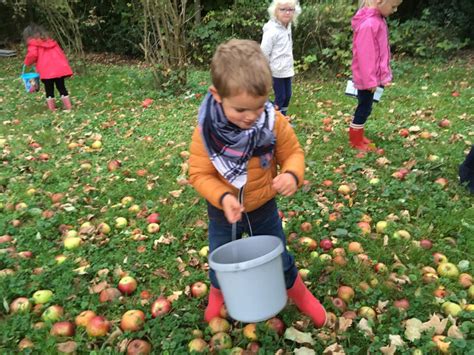 cueillette de pommes autour de moi