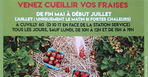 cueillette fraises cuvilly