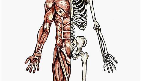 esqueleto humano musculos - Buscar con Google | Muscular system anatomy