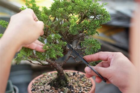 Cuidados Basicos De Un Bonsai
