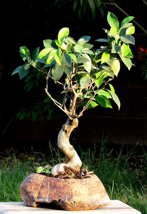 Cuidados Bonsai Ficus
