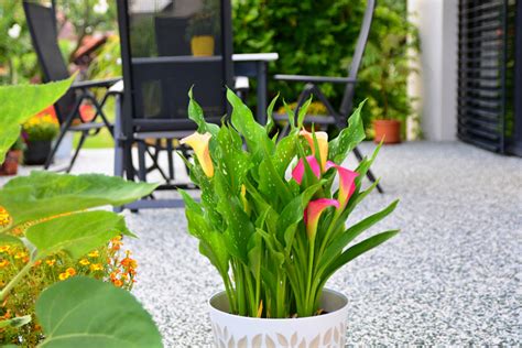 Cuidados Cala Interior