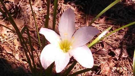 Cullowhee Lily