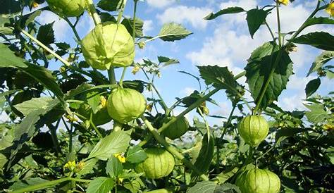 Evalúan el tomate verde para obtener pectinas - Federación Mexicana de