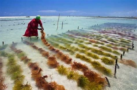 cultivo de algas marinas comestibles