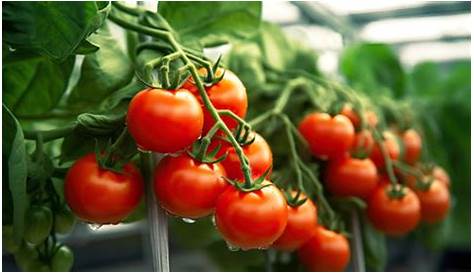 Como Cultivar Tomate La guía completa paso a paso para cultivar