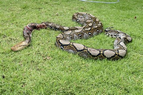Cultural Importance of Reticulated Python