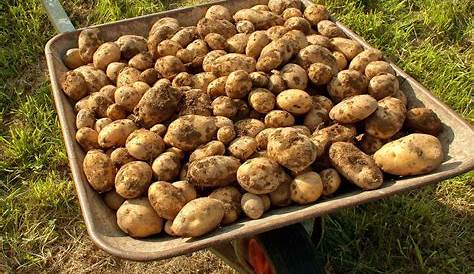 Comment réussir vos pommes de terre (3-Soins et récolte) - Jacky La