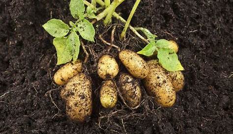 Comment planter et cultiver ses pommes de terre ? Notre avis