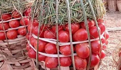 la culture de tomate au Cameroun : évolution de notre parcelle