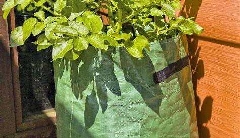 Cultiver des pommes de terre en sac - Plantes et jardins : conseils en