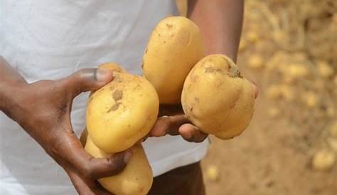 Pesticides non homologués: l’ONSSA détruit 136 tonnes de pommes de