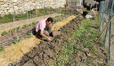 Comment planter des pommes de terre sans se fatiguer ? ⋆ au refuge DES