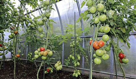Culture de tomates sous serre principe, avantages Ooreka