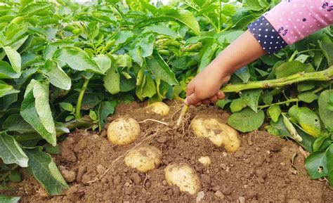 culture pomme de terre jardin