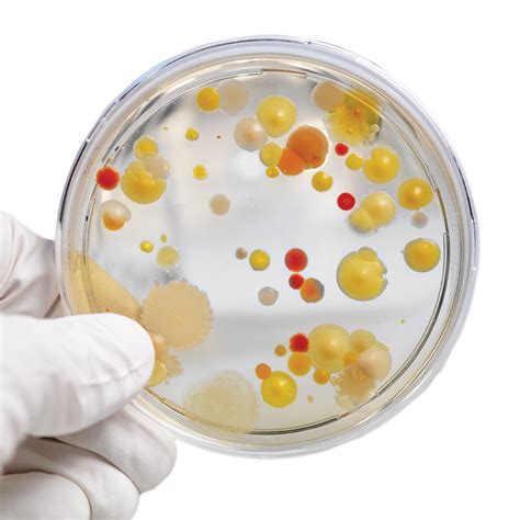 culturing bacteria on agar plates