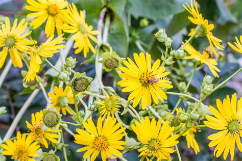 The Cup Plant Is a Perennial Sunflower for Late Summer Bloom Horticulture