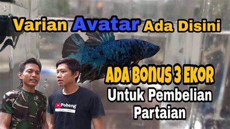 Harga Ikan Cupang Avatar Kalimaya CUPANG SAKINAH