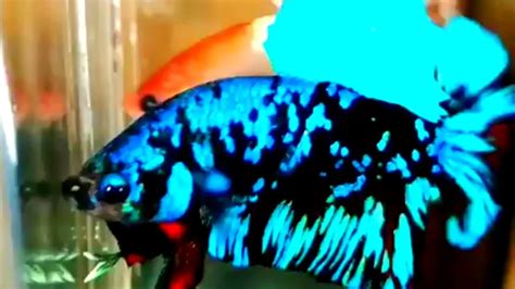 21+ Ikan Cupang Nemo Line Avatar Gif