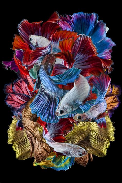 Ikan Cupang Avatar Gordon Male Bahan Proses Mutasi Warna