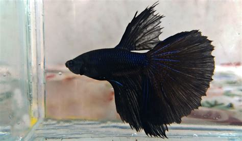 Get Hiasan Aquarium Ikan Cupang Black Samurai Background