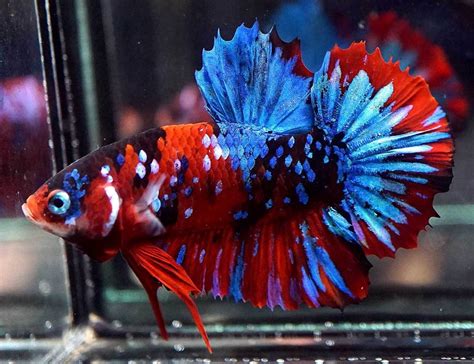 Multicolor koi galaxy hmpk Cupang, Betta fish, Pet fish
